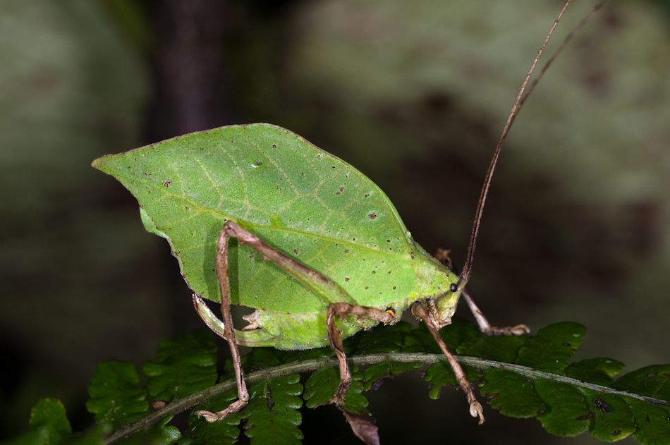 Листокрыл широкомордый. Листокрылые. Рыжий широкоморд. Листокрыл широкомордый. Consul fabius гусеница.