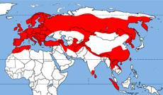 Центр ареала обитания. Ареал обитания китообразных. Центр ареала обитания. Ареалы распространения растений. Центр ареала обитания.