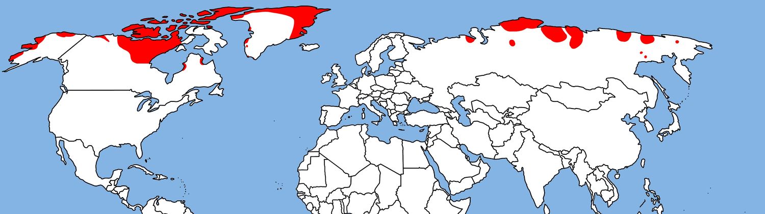 Махаон ареал обитания. Дубонос ареал обитания. Морская свинья ареал. Ареал обитания и миграция. Дрозд ареал.