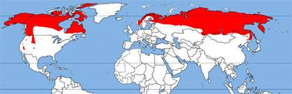 Места обитания медведей карта